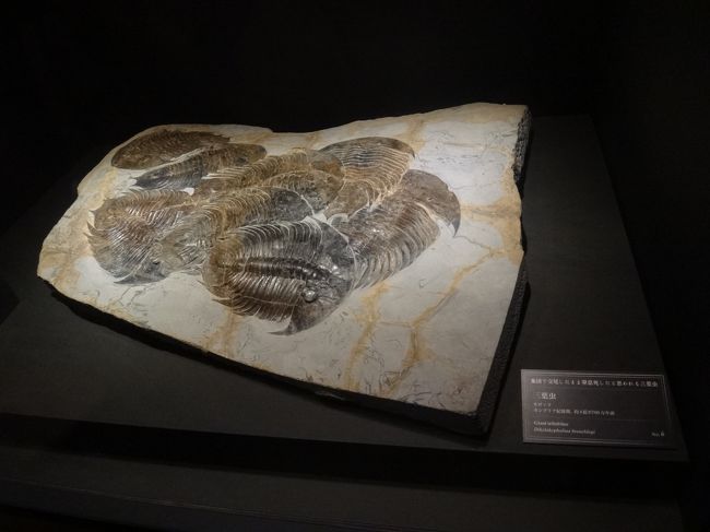 三葉虫の化石　ニューヨーク自然史博物館製作(未開封品) 三葉虫の化石ニューヨーク自然史博物館製作(未開封品)
