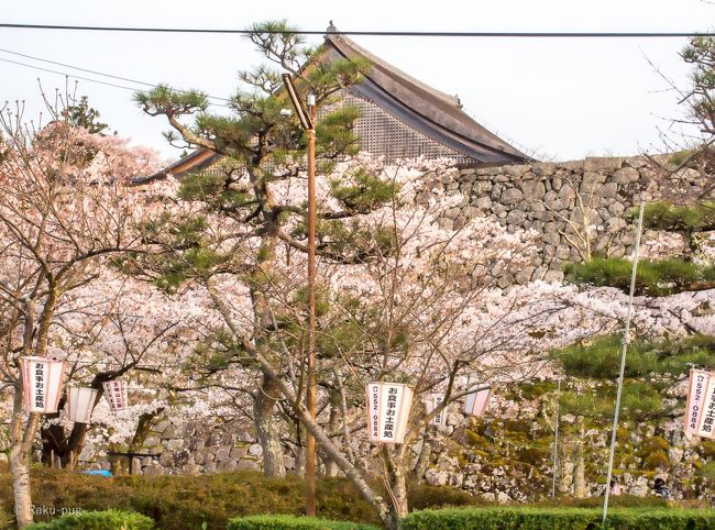 丹波篠山 桜まつり 池に 桜の 花びらが 日本 花のじゅうたん 丹波篠山 兵庫県 の旅行記 ブログ By ラクパグさん フォートラベル
