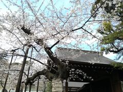 靖国神社の方に歩いていきました。すごい人です。しかしながら
サクラは２分咲きぐらい。
