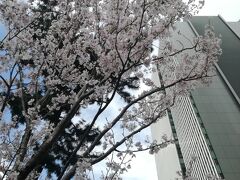 飯田橋駅周辺のソメイヨシノではない桜が多少咲いているかな？ソメイヨシノはまだまだ。