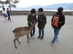 宮島の鹿は本当におとなしかったです
比較してはいけないのですが、奈良公園の鹿とは大違い

※昨秋に修学旅行で奈良公園訪問の長男談