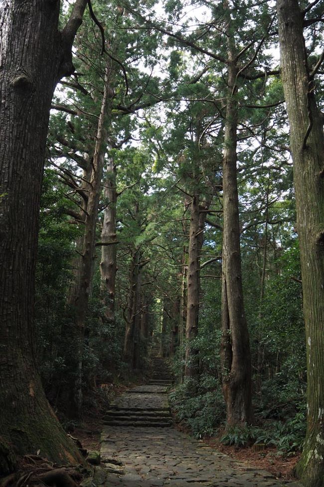 タクシーに戻り、お次は大門坂へ。<br />あの、熊野古道いいとこ取りスポットである。あそこで下車すると次のバス待つのも微妙だし上るのはキツいし、帰りに寄ってから乗るとバスぎゅうぎゅうだし・・・ってので、私も観光バスで行った以来だな～。<br /><br />で、大門坂看板すぐって記憶だったけど、思ったよりハードな石段をちょっと上らないとあの景色にはたどり着けそうもなかったので、母には諦めて待っててもらって私だけちょろっと見てきた。