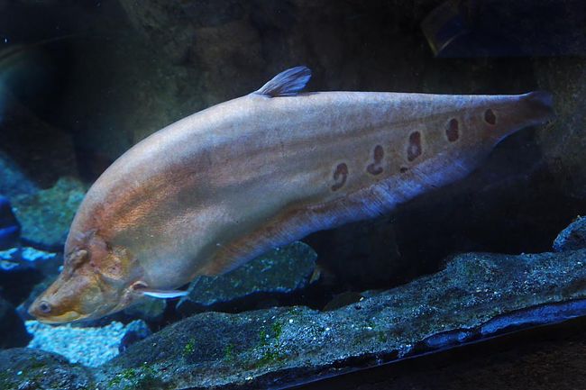 『神様の魚たち』って看板が立てられてたんだけど、アルビノ集めたっぽい水槽が。<br />名前書かれてなくて謎な子もいるけど。<br /><br /><br />スポッテッドナイフフィッシュってアルビノ？白色個体？元々こんな色だったっけ？思い出せないなぁ。