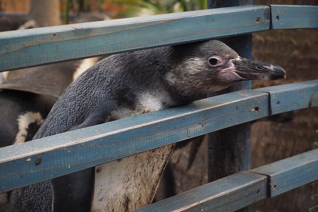 ペンギンの森に行ったら餌タイムだったようで、私も餌くれる人だと思われたのか隙間から顔出してくるんですけど・・・。<br />見られてる・・・。<br />めっちゃ見られてる・・・。