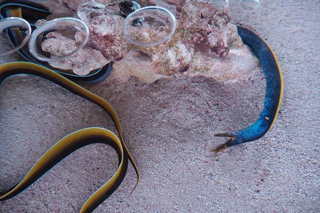 ハナヒゲウツボが！<br />しかもずっと見たいと思ってた青個体が！！