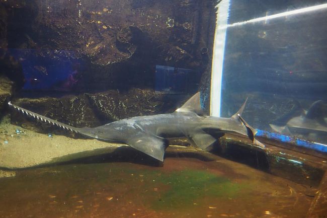 動かないのかな～？って思ってたらアグレッシブに動き出したので慌てて動画撮ったり。<br />いやぁ、おばあちゃん空気読めてるー！<br />それにしても結構むっちりしてるよね。