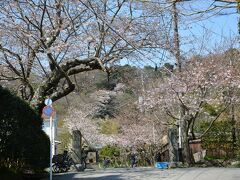 光則寺さんです。
日蓮宗寺院です。

参道、こちらは結構咲いています。
6分咲き程でしょうか？
まだ週末までもちそうです。
