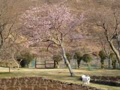 箱根は雪が残っていましたが伊東まで下りてきたら少しは桜も咲いているかな…と期待を抱きつつ、大室山の“さくらの里”に向かいます。
うーん。。。残念ながらこちらも蕾は固そうです。ソメイヨシノではない桜が何本か花をつけていました。
ここは別荘族のワンちゃんの社交場でしょうか。大小様々な名犬たちが集って、散歩していました。
