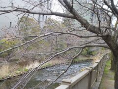 最終日は昨日までと打って変わってどんより曇り。昼前には雨になりそうです。
この時期に伊東に泊まるのは、ハーヴェストの隣を流れる松川沿いの桜並木を楽しむためです。早めにチェックアウトを済ませ、桜見物に出かけます。