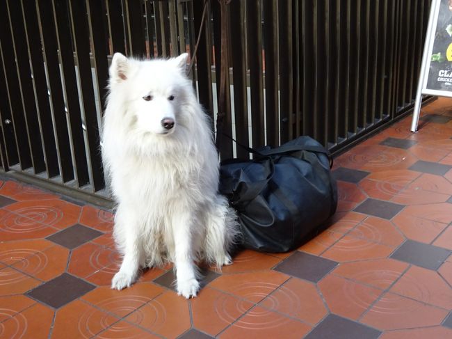 駅構内のカフェの前には、御主人を待っている犬君が・・・。<br />荷物も守っているのかな。