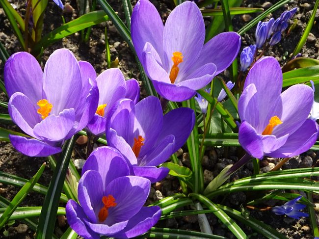 クロッカスかな。綺麗だなぁ。<br />この裏庭への入場は無料です。