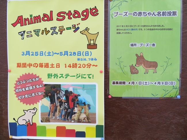 行楽日和の春休みの満開の小川町カタクリ詣と埼玉こども動物自然公園 1 動物園編 前 なかよしコーナーの可愛い子ヤギや子ヒツジたちに会いたくて 春休み期間開催中だったレッサーパンダのおはなしタイム 東松山 埼玉県 の旅行記 ブログ By まみさん フォートラベル 行楽日和の春休みの満開の小川町カタクリ詣と埼玉こども動物自然公園 1 動物園編 前 なかよしコーナーの可愛い子ヤギや子ヒツジたちに会いたくて 春休み期間開催中だったレッサーパンダのおはなしタイム 東松山 埼玉県 の旅行記 ブログ By まみさん フォートラベル