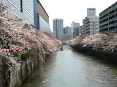 2日目。第一お花見場所は目黒川。ニュースでは満開と報道されてたけど、今年の桜はまばら咲であまりきれいでない・・・・