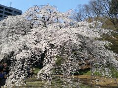目黒川の桜が少しがっかりだったので、満開のしだれのある後楽園へ。