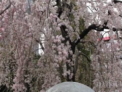 上野恩賜公園。

しだれ桜が満開を迎えています。
今日はとても暖かいけど、曇り空がちょっと残念。