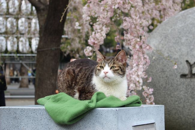 17年 ほぼ満開 上野恩賜公園 猫ちゃんもお花見 ペリカンのロールパンをget 夜桜を追加しました 上野 御徒町 東京 の旅行記 ブログ By Milkさん フォートラベル