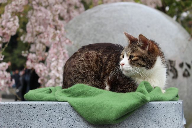 17年 ほぼ満開 上野恩賜公園 猫ちゃんもお花見 ペリカンのロールパンをget 夜桜を追加しました 上野 御徒町 東京 の旅行記 ブログ By Milkさん フォートラベル