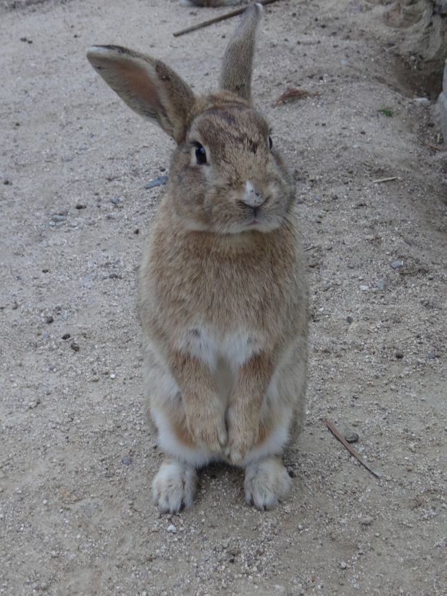 うさぎ島探訪記 17年早春 広島 大久野島でうさうさまみれになってみる 竹原 広島県 の旅行記 ブログ By Ahirutさん フォートラベル うさぎ島探訪記 17年早春 広島 大久野島でうさうさまみれになってみる 竹原 広島県 の旅行記 ブログ By Ahirutさん フォートラベル