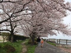 権現堂公園
こちらは主に車をこの先の駐車場にとめた人が歩いているようで
権現堂桜堤とは人の数ちがい少ないです。
