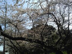 　立派な枝ぶり。でもこれはイギリス大使館の桜。中には入れません。