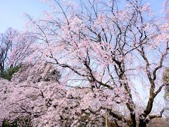 しだれ桜　これで７分咲きだそうです。