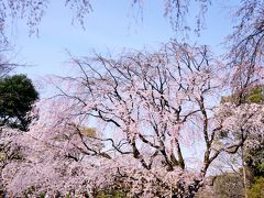 青空の下　桜色がなんとも・・・よく似合います。