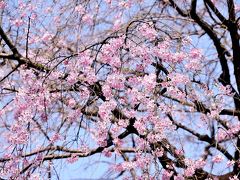 桜花一つ一つに色の濃淡が見受けられます。
