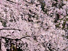 日本人なら、誰しも「春は桜」なのですね。