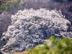 六義園　コブシの花
大きさに高さにビックリです。

はらはらはらと、桜花が散るようにコブシの花も散っていました。
そのさまに、またまたビックリです。