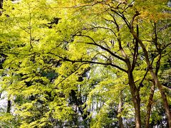 桜の花に目が行きがちですが、かえでの新緑もなかなかのものです。

秋にはさぞかし、紅葉が美しいでしょう。