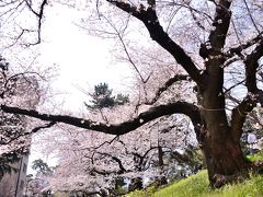 ソフィア通り堤の桜