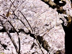 ソフィア通り堤の桜