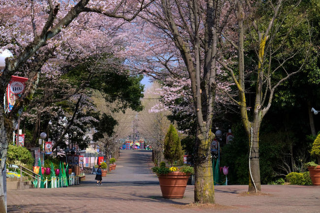 桜並木が嬉しい。