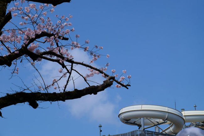 春風が　花びらを散らして、、