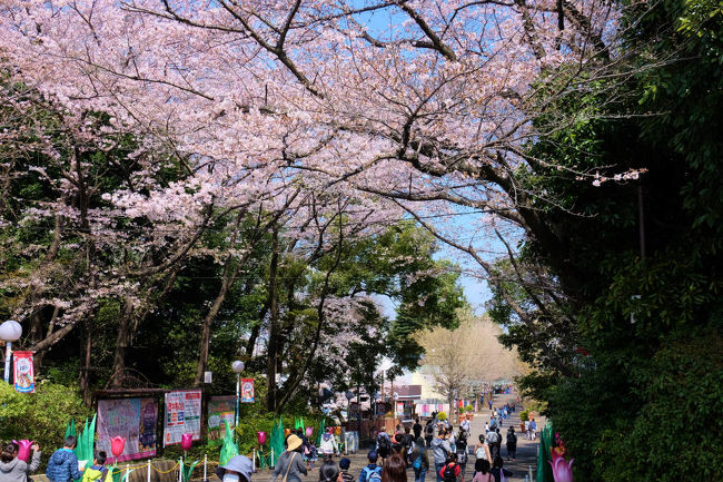 桜花の下を急ぎ足の皆さん<br />