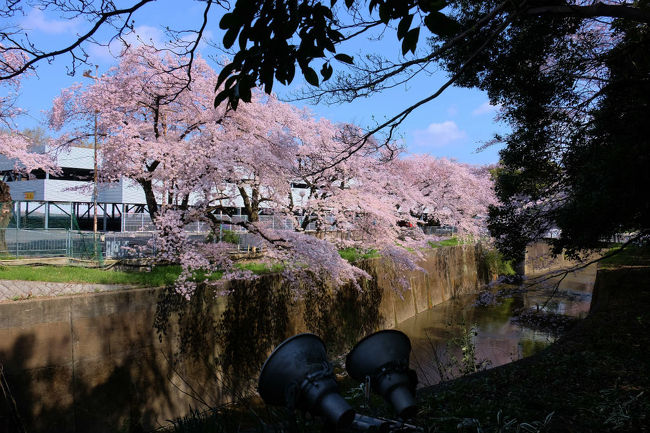 　石神井川、、ライトアップの証明も見えて<br /><br />　この川が北区王子の桜の飛鳥山脇まで流てくるのです