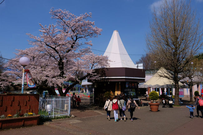 中学生？小学生？<br /><br />　仲良しグループでさくらの豊島園へ<br /><br />　　いい思い出が出来るでしょう。