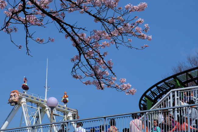 遊園地に咲く　さくら<br /><br />