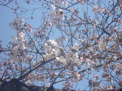 実家近くの川辺の桜。

全体としてはまだ5分咲き位でしたが、一部満開っぽい箇所も。