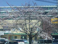 バスで名駅に向かいます。

途中のショッピングモール前にて、開花中の桜発見。