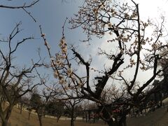 周囲は公園（松本城公園）。
梅が鮮やか