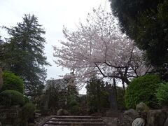 こちらは瑞圓禅寺。
桜が見事です。