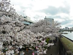 言問橋の上から眺める隅田川沿いの桜