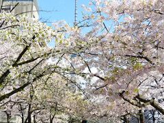 山谷堀公園の桜並木

ここの桜並木には、ソメイヨシノと大島桜の２種類がありました。

