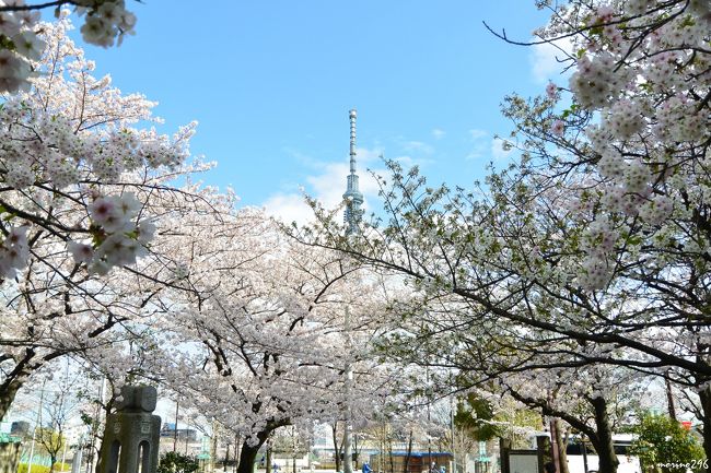ようやく満開となった東京の桜 でも 天気が 千鳥ヶ淵と隅田公園のお花見 神田 神保町 東京 の旅行記 ブログ By Morino296さん フォートラベル