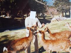 鹿山公園（野生の鹿に餌をあげます。）