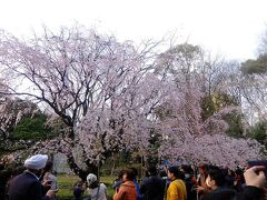立派な枝垂れ桜 （あとで暗くなってからのライトアップ写真あり）．