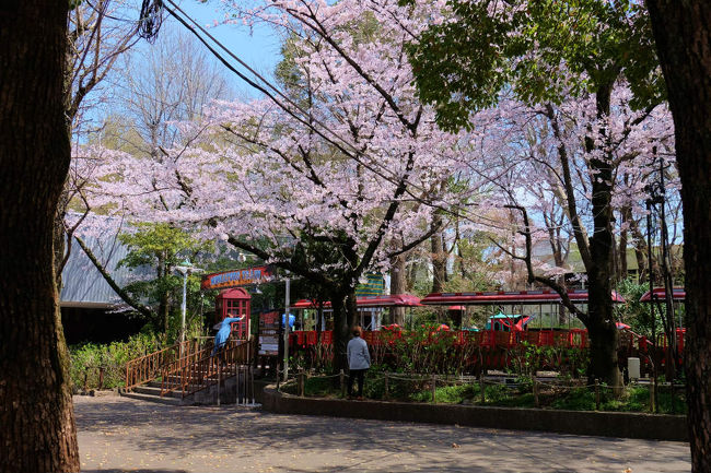 西武線池袋から　豊島園行の乗って来た<br /><br />　桜咲く　としま園<br /><br />　　此処は紫陽花の咲く地区です、、<br /><br />　　アメリカ開拓時代をイメージした機関車が走ります。