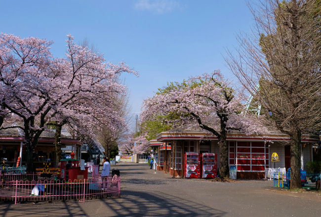 ミラーハウスや軽食のお店も<br /><br />　さくらに包まれています。