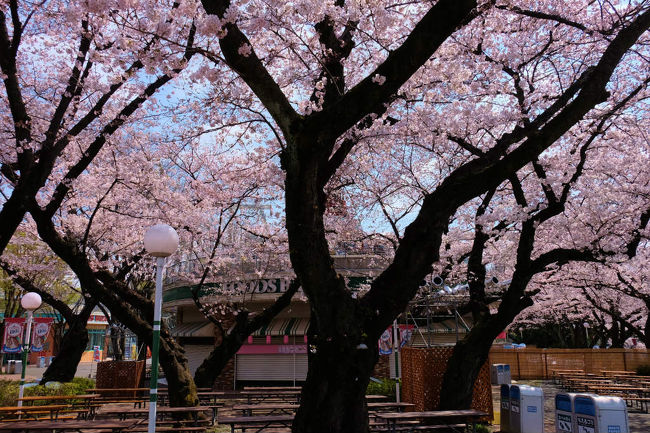 桜の林を巡りながら<br /><br />　若き日を思いだす<br /><br />　　重い俵を担ぎ　走った彼は　杖が無ければ歩けない　爺になりました。